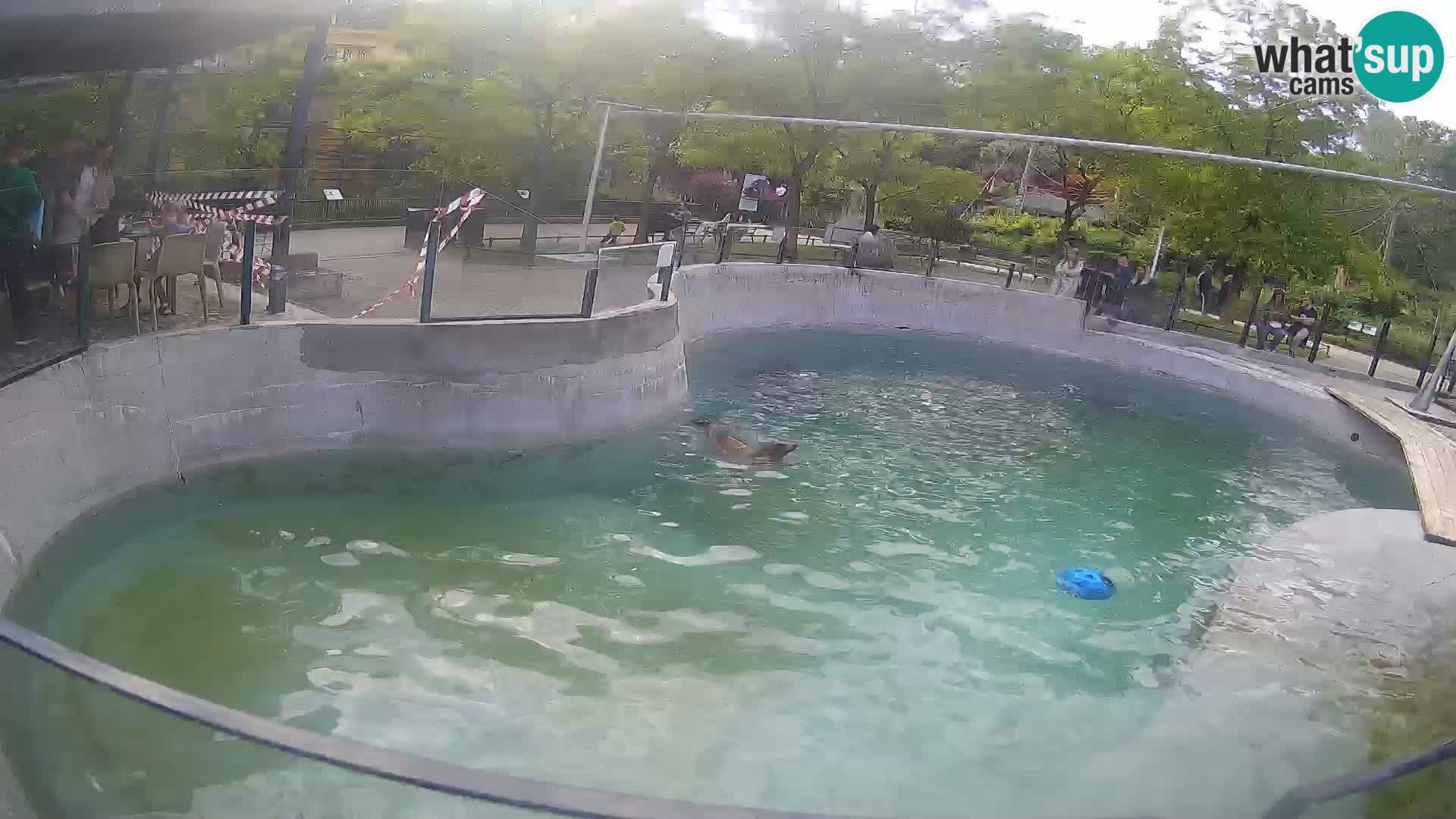 Zoo Zagreb – California Sea Lion