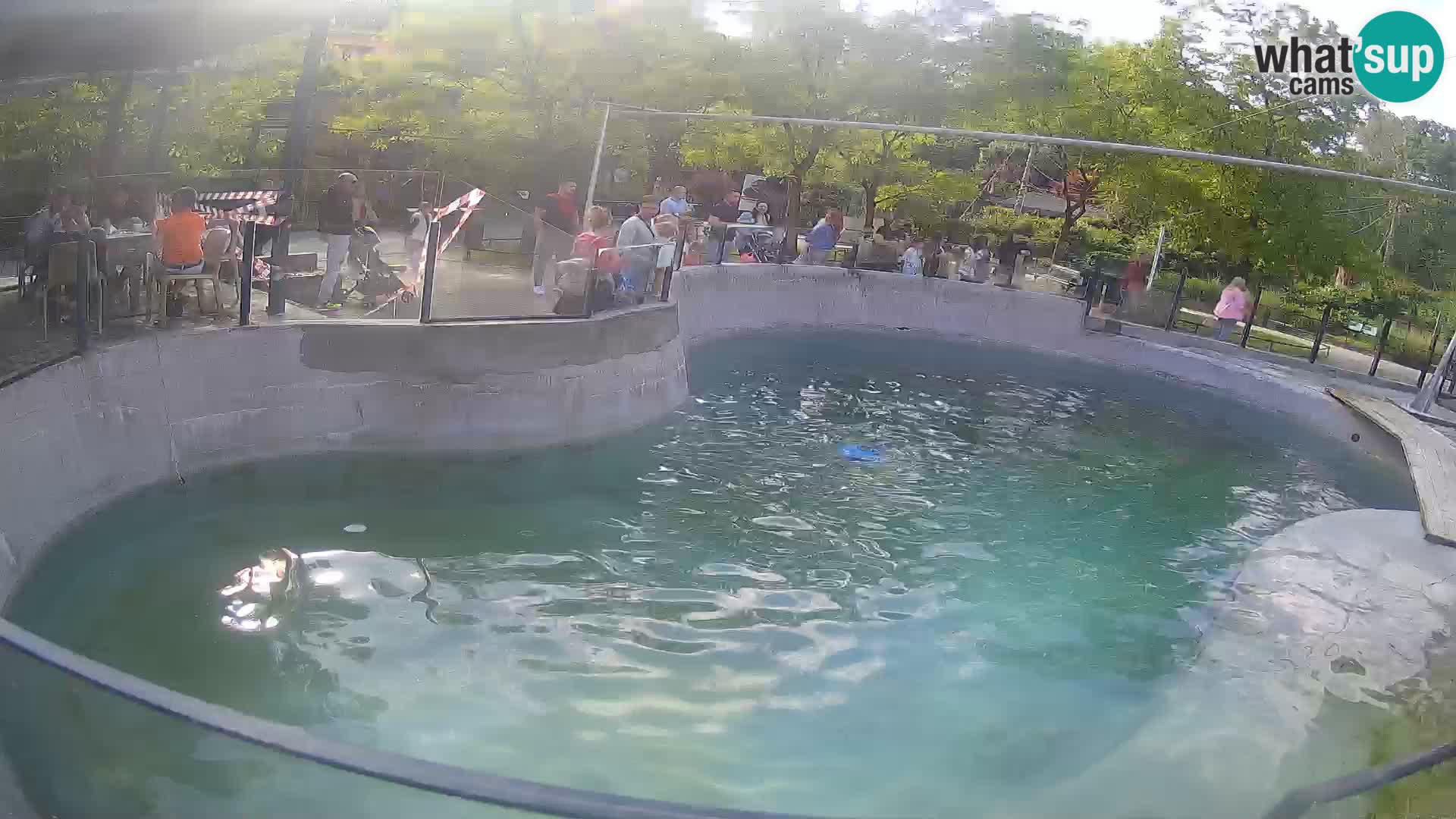 Zoo Zagreb – Otaria della California