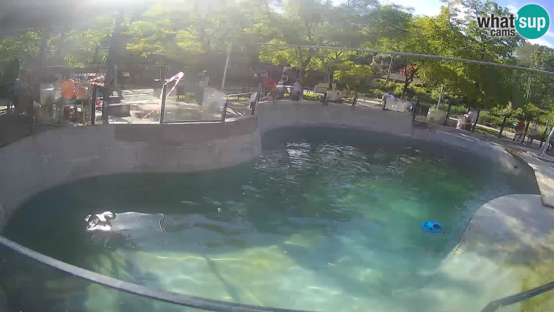 Zoo Zagreb – Otaria della California