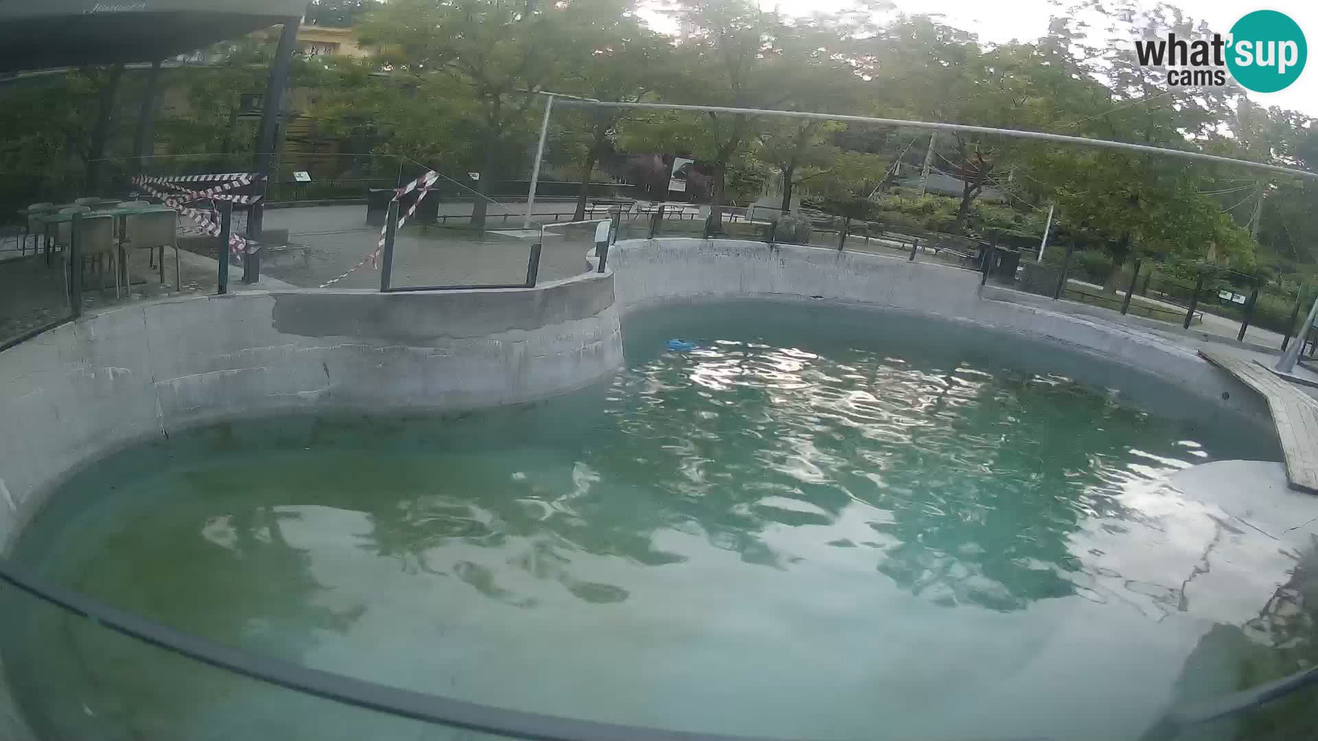 Zoo Zagreb – California Sea Lion
