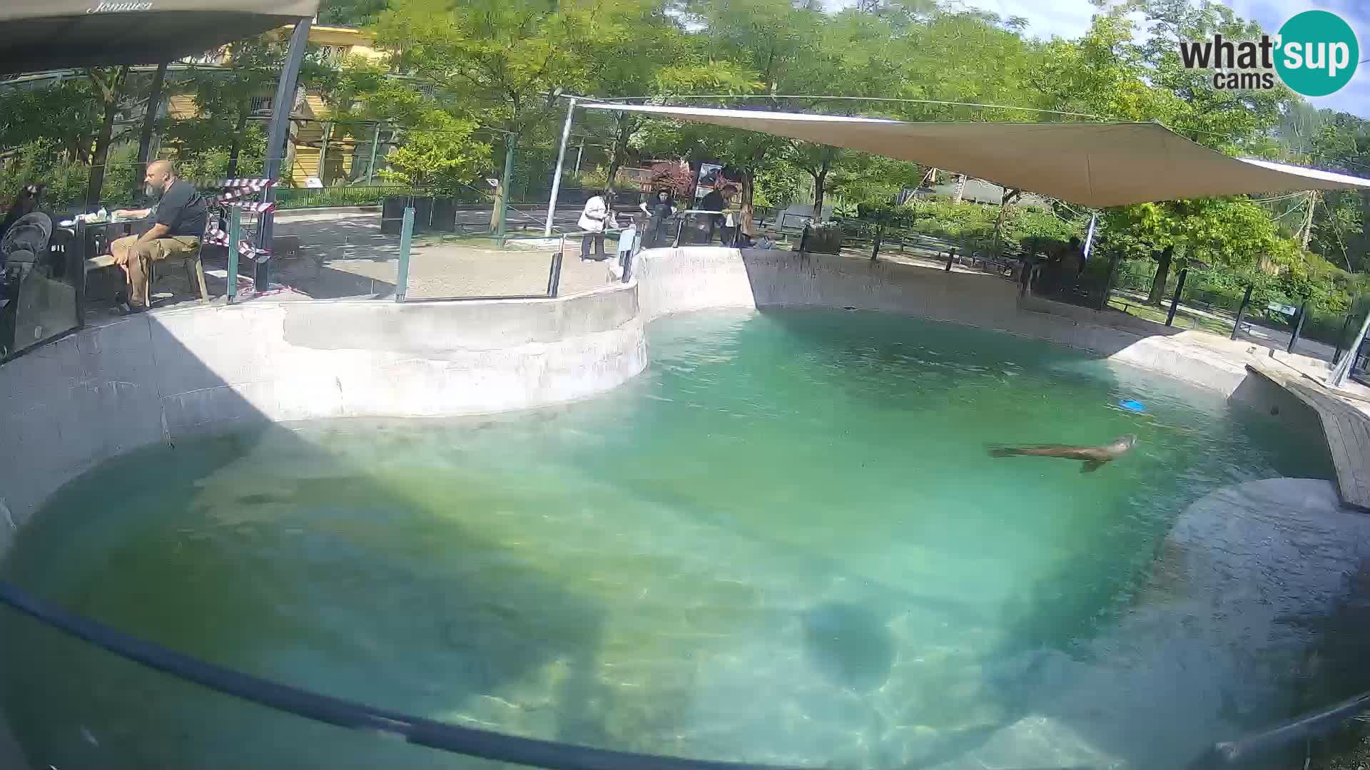 Zoo Zagreb – Otarie de Californie