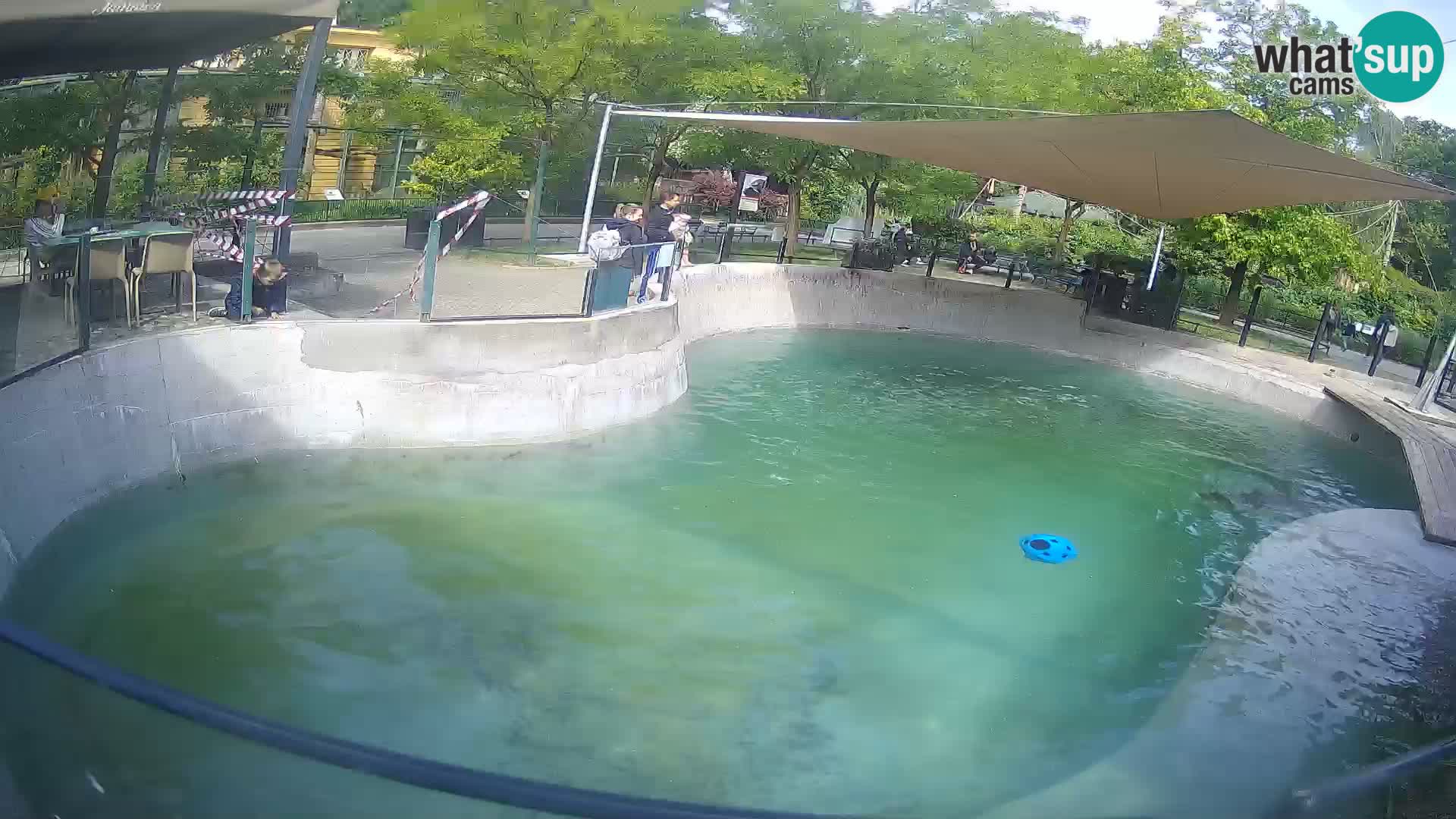 Zoo Zagreb –  León marino de California