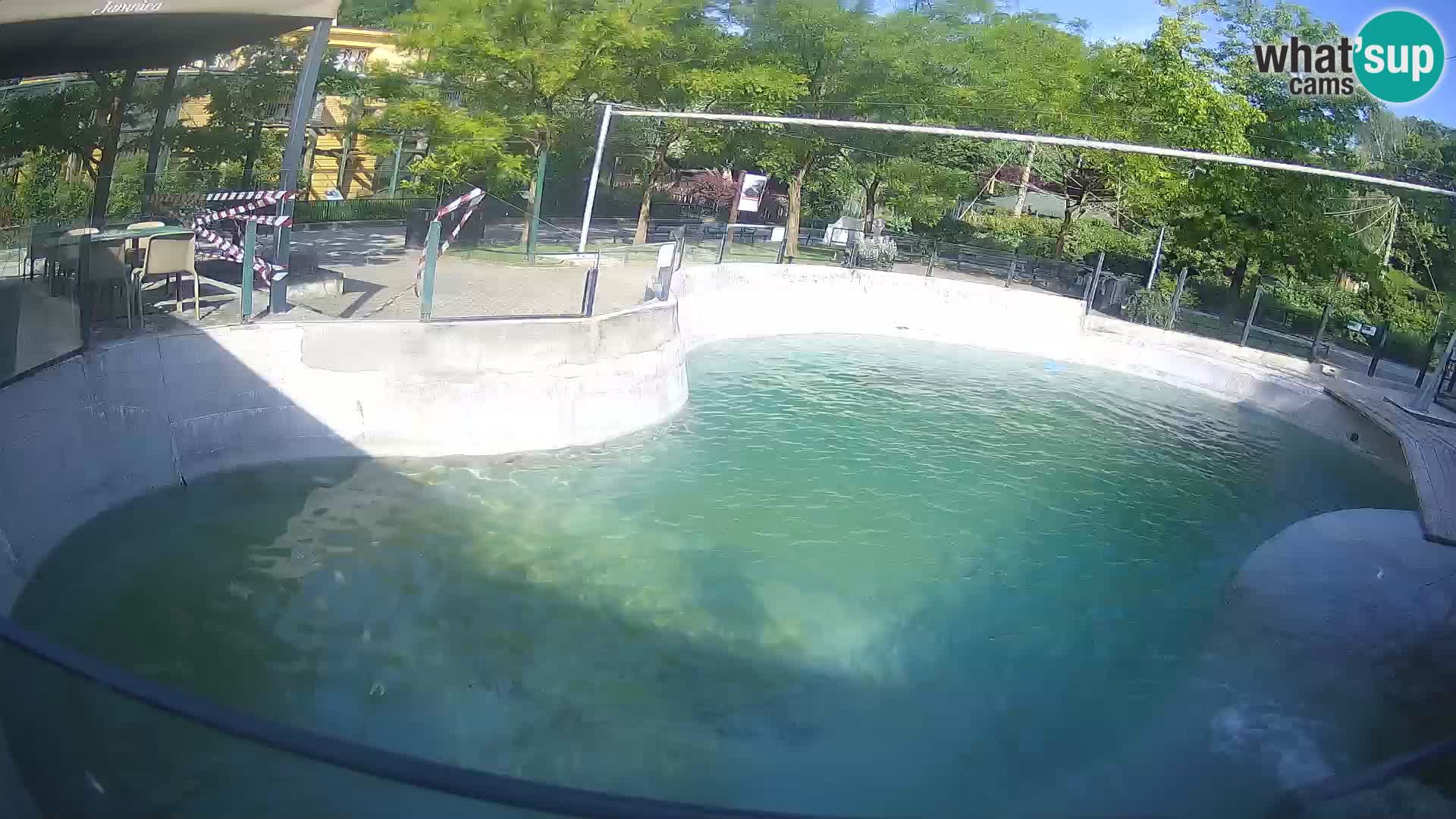 Zoo Zagreb – California Sea Lion