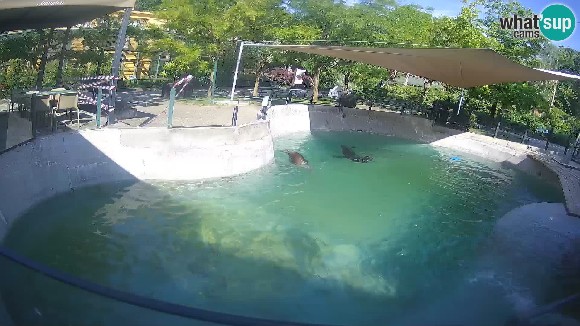 Zoo Zagreb – California Sea Lion