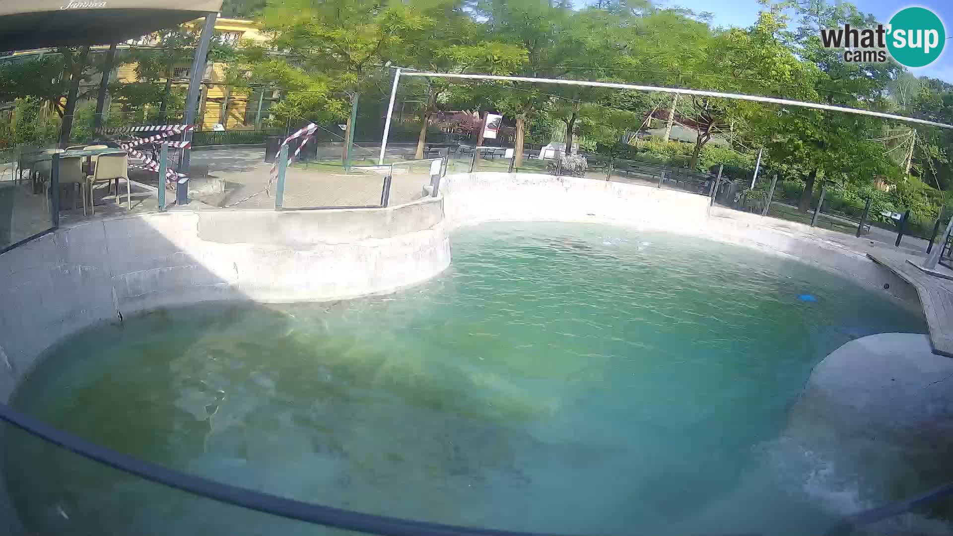 Zoo Zagreb – Kalifornijski morski lev