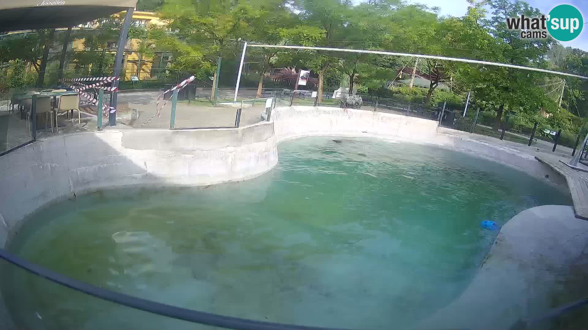 Zoo Zagreb – Kalifornijski morski lav