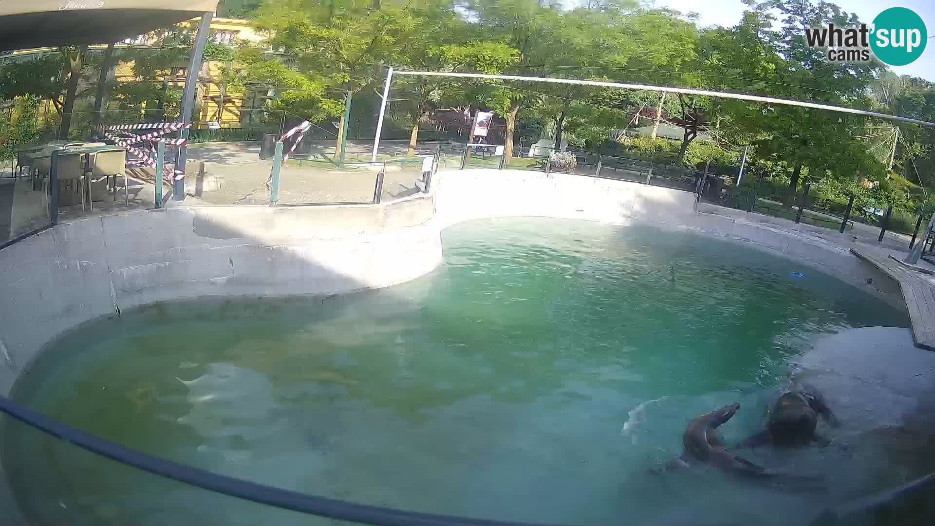 Zoo Zagreb – Kalifornischer Seelöwe