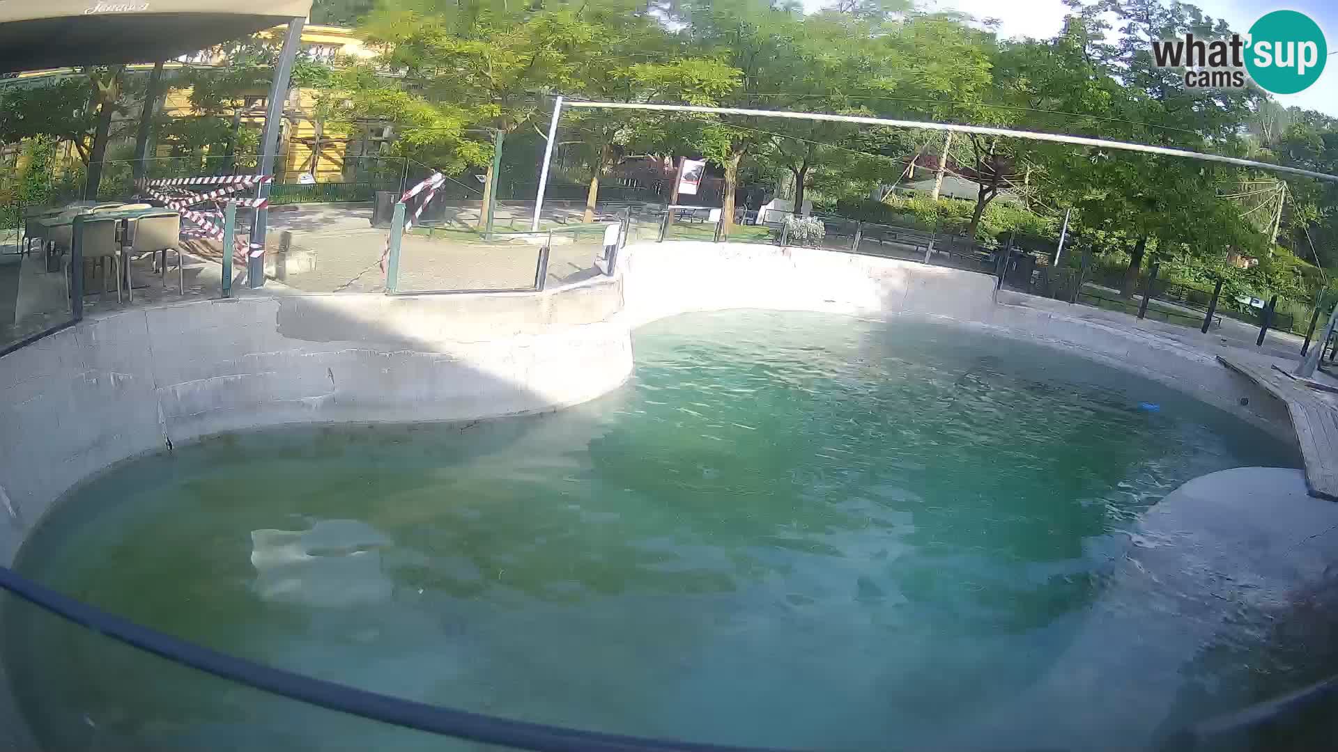 Zoo Zagreb – Kalifornischer Seelöwe