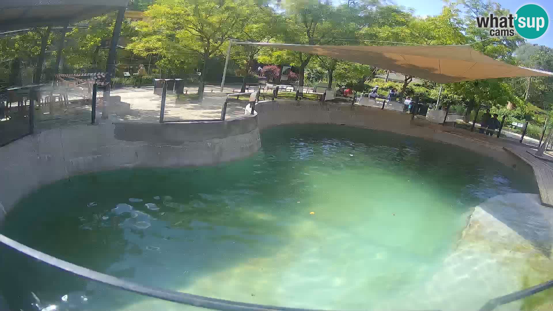 Zoo Zagreb – Kalifornijski morski lav