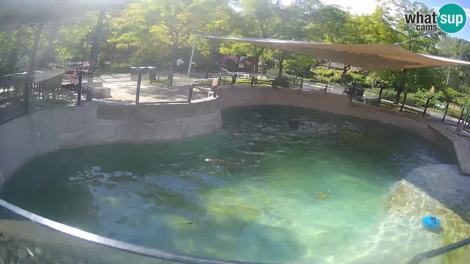 Zoo Zagreb – Kalifornijski morski lev