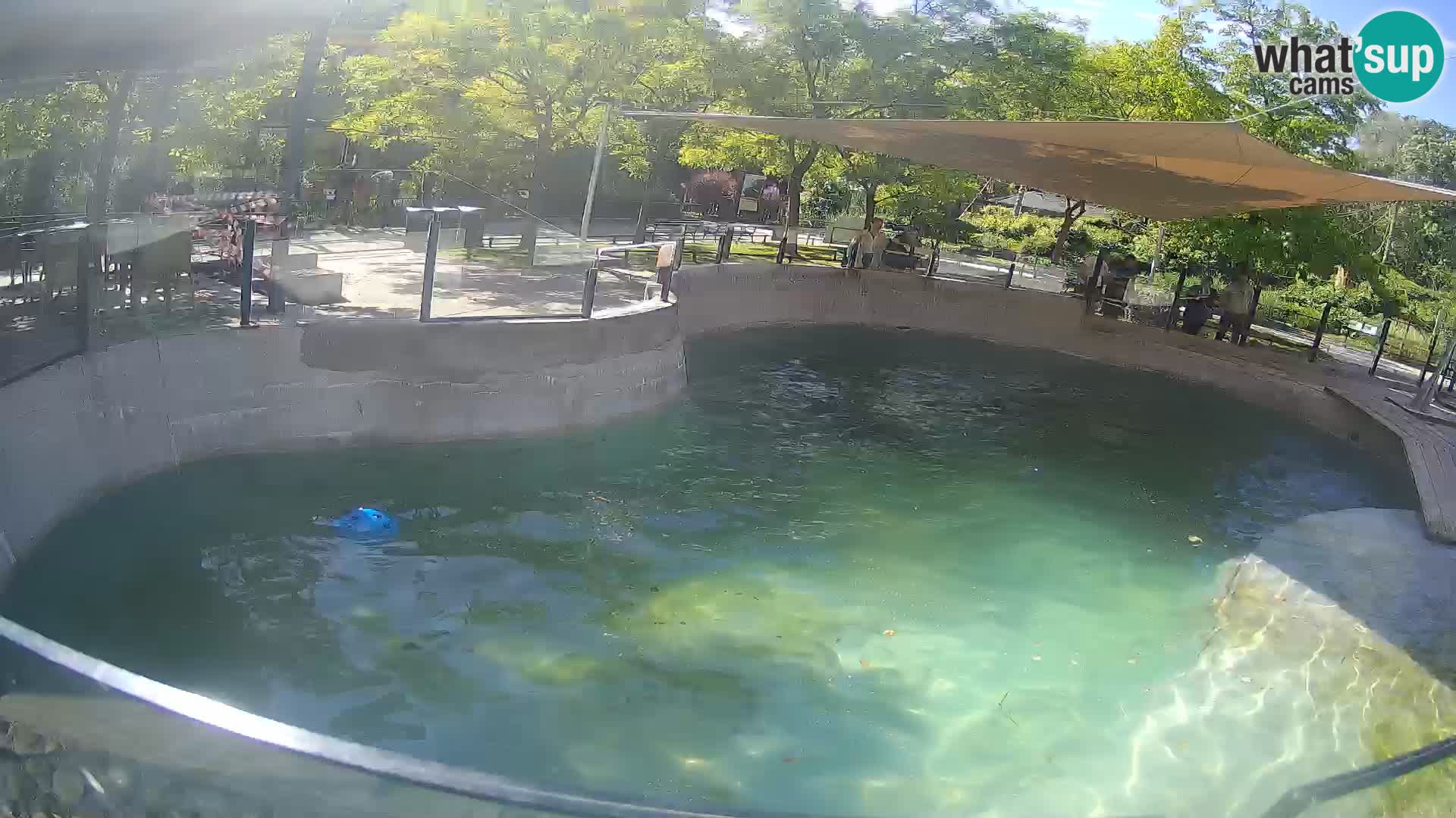 Zoo Zagreb –  León marino de California