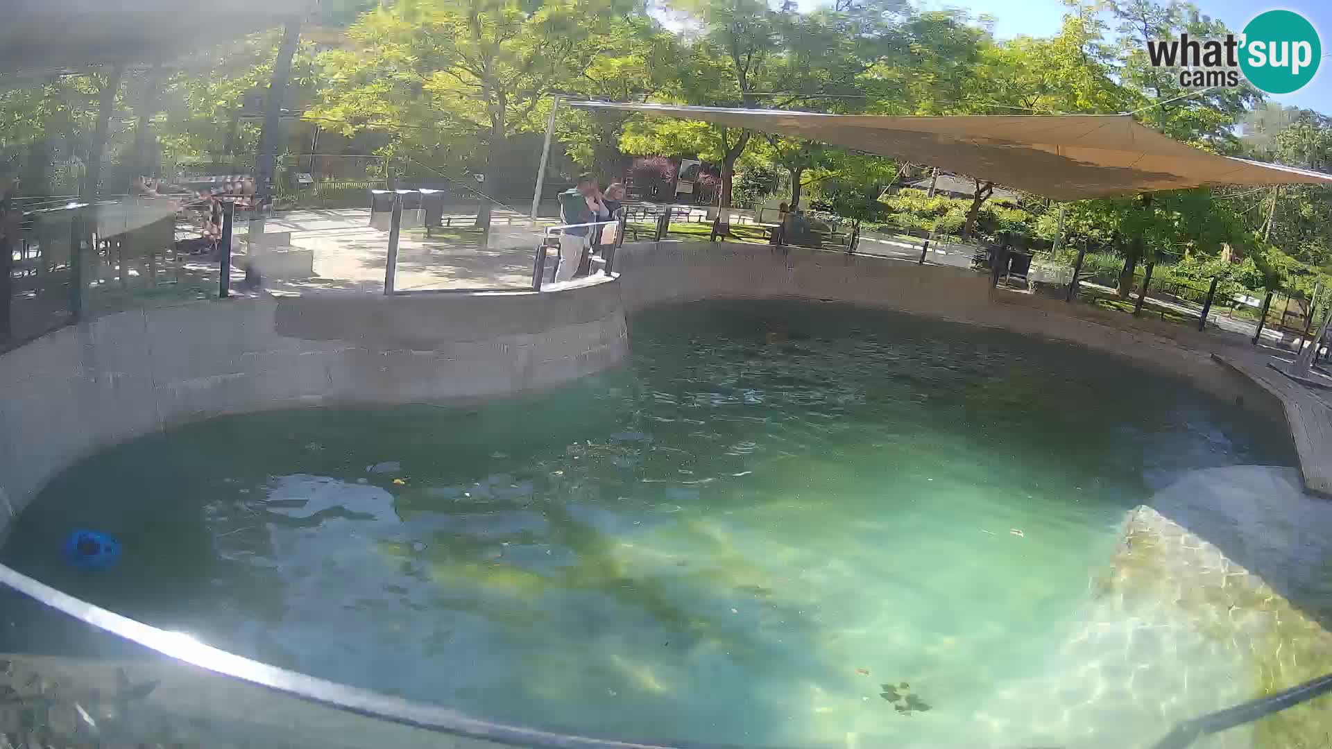 Zoo Zagreb – Kalifornischer Seelöwe