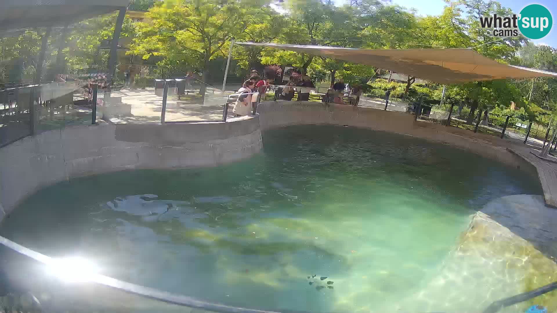 Zoo Zagreb – Kalifornijski morski lev