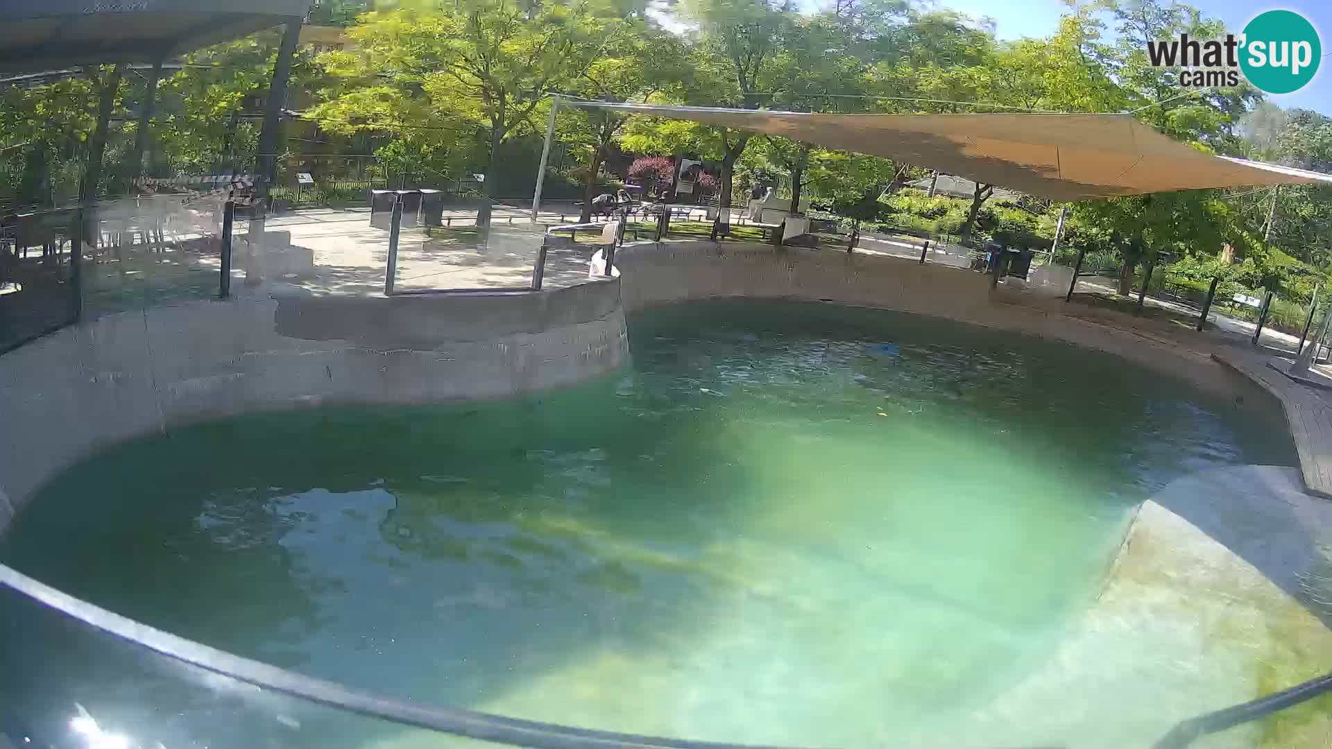 Zoo Zagreb – California Sea Lion