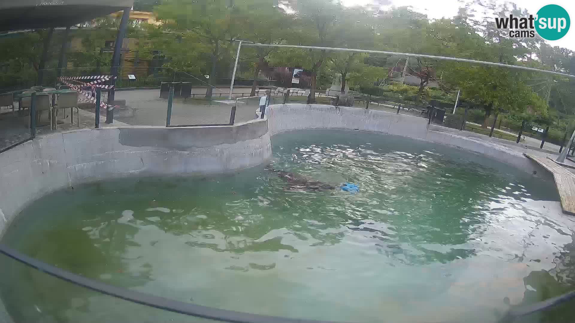 Zoo Zagreb – California Sea Lion