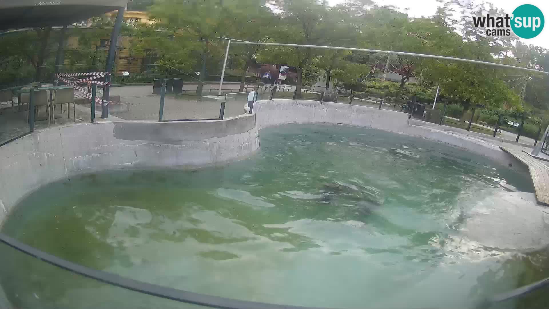 Zoo Zagreb – Otaria della California