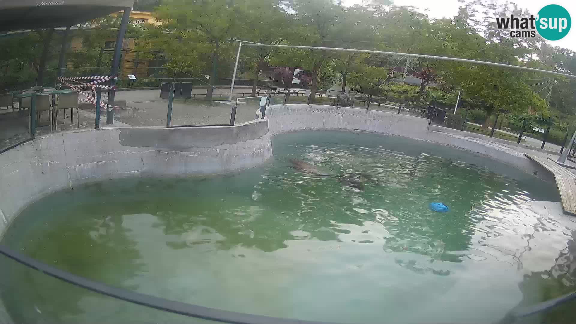 Zoo Zagreb – Kalifornijski morski lev