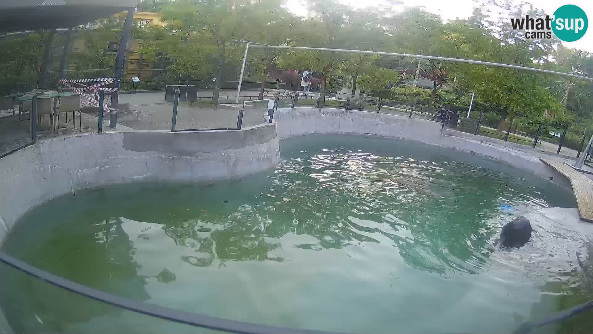 Zoo Zagreb – Kalifornijski morski lav