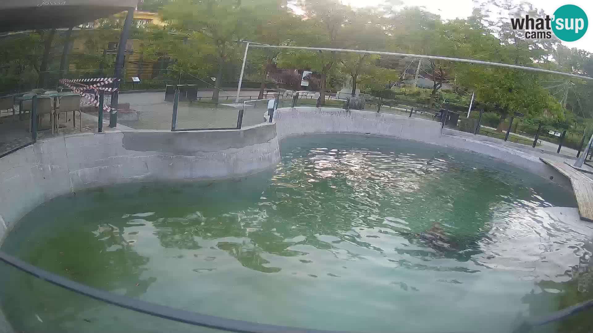 Zoo Zagreb – Kalifornijski morski lev