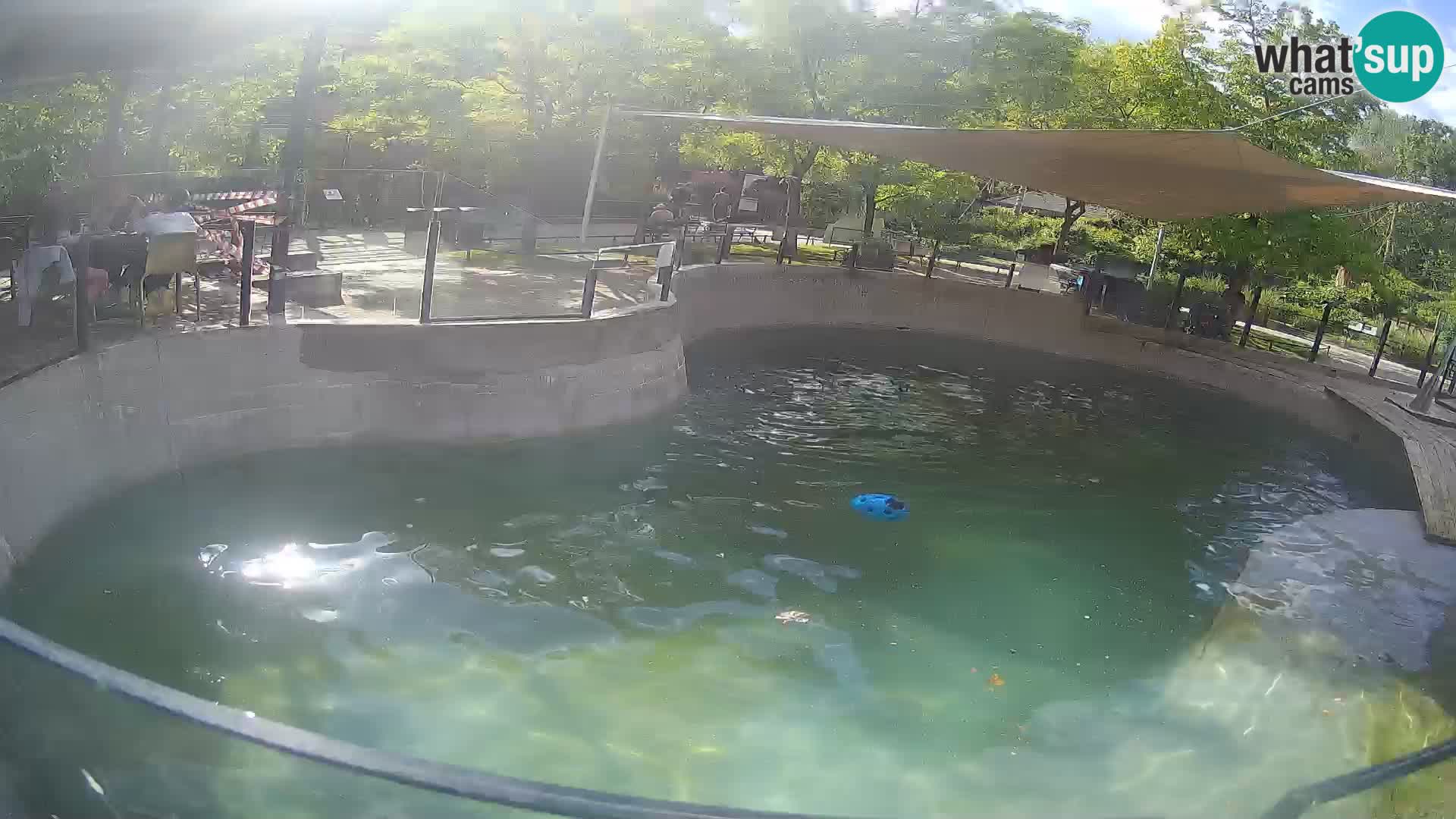 Zoo Zagreb – Kalifornijski morski lav
