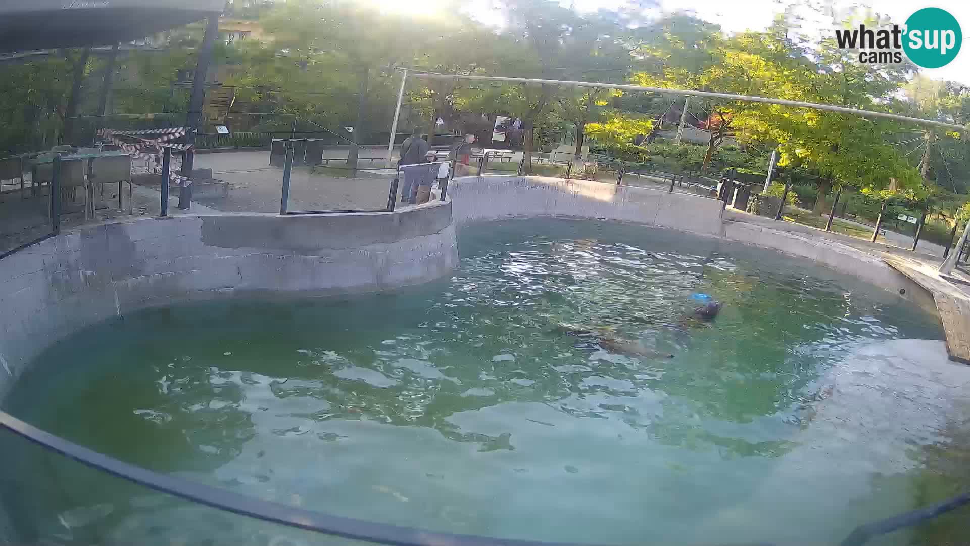 Zoo Zagreb –  León marino de California