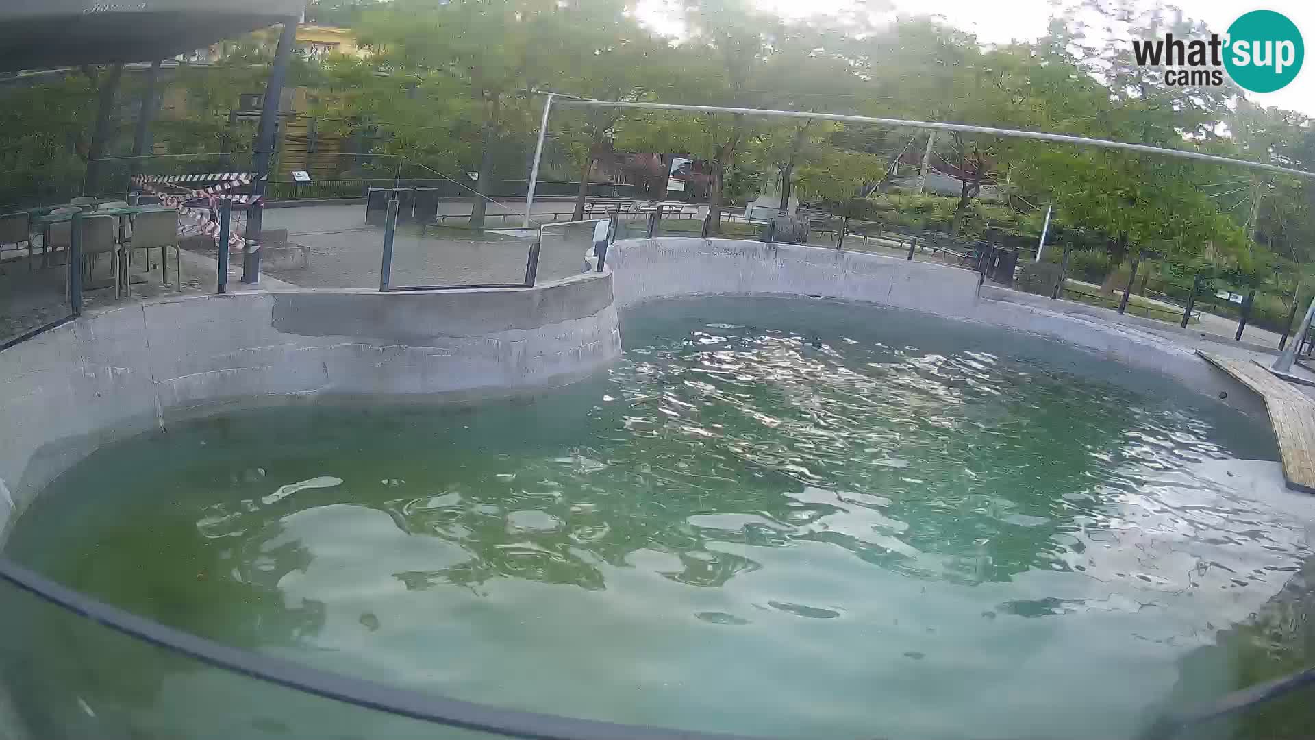 Zoo Zagreb – Kalifornischer Seelöwe
