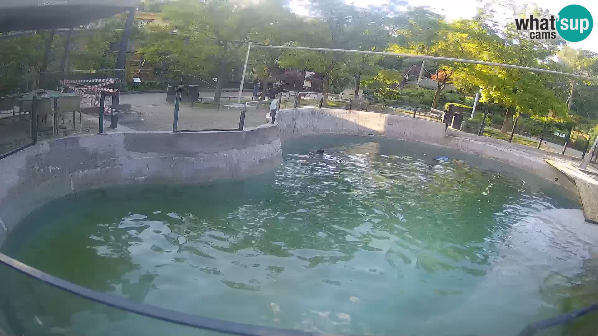 Zoo Zagreb – California Sea Lion
