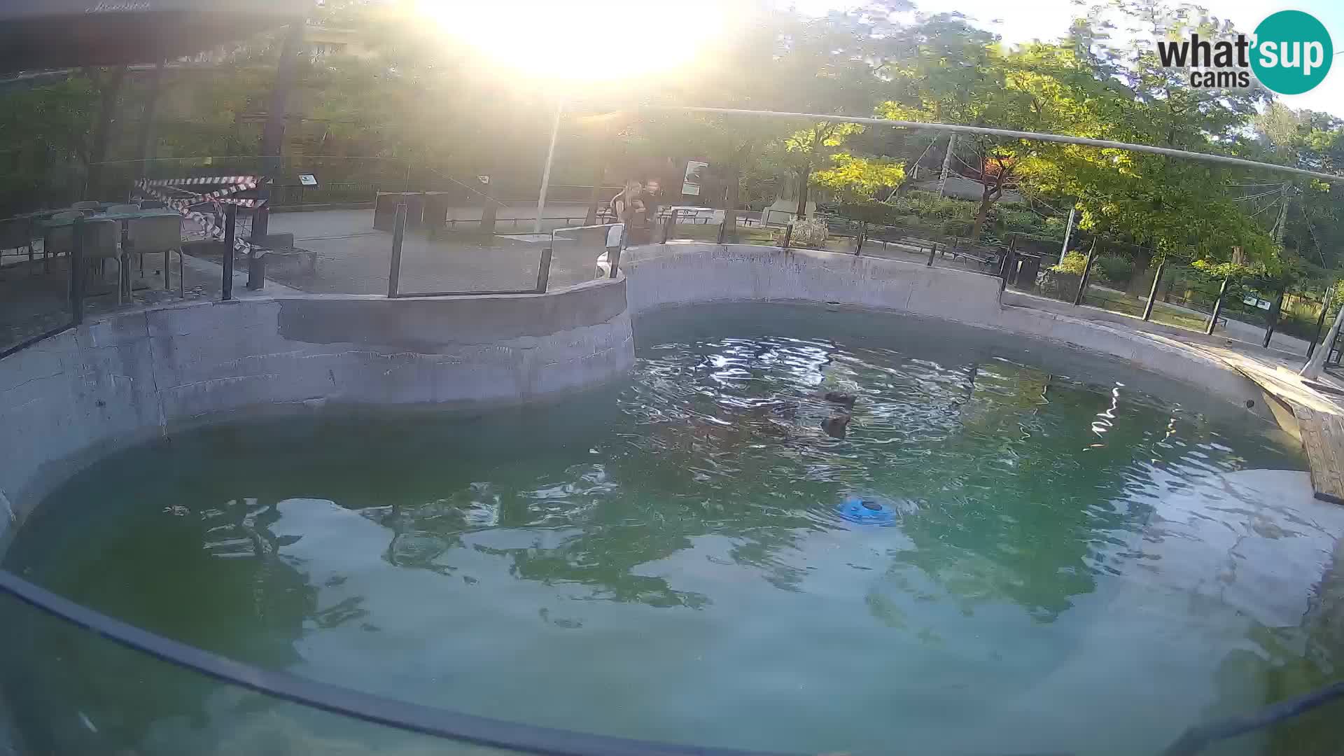 Zoo Zagreb – California Sea Lion