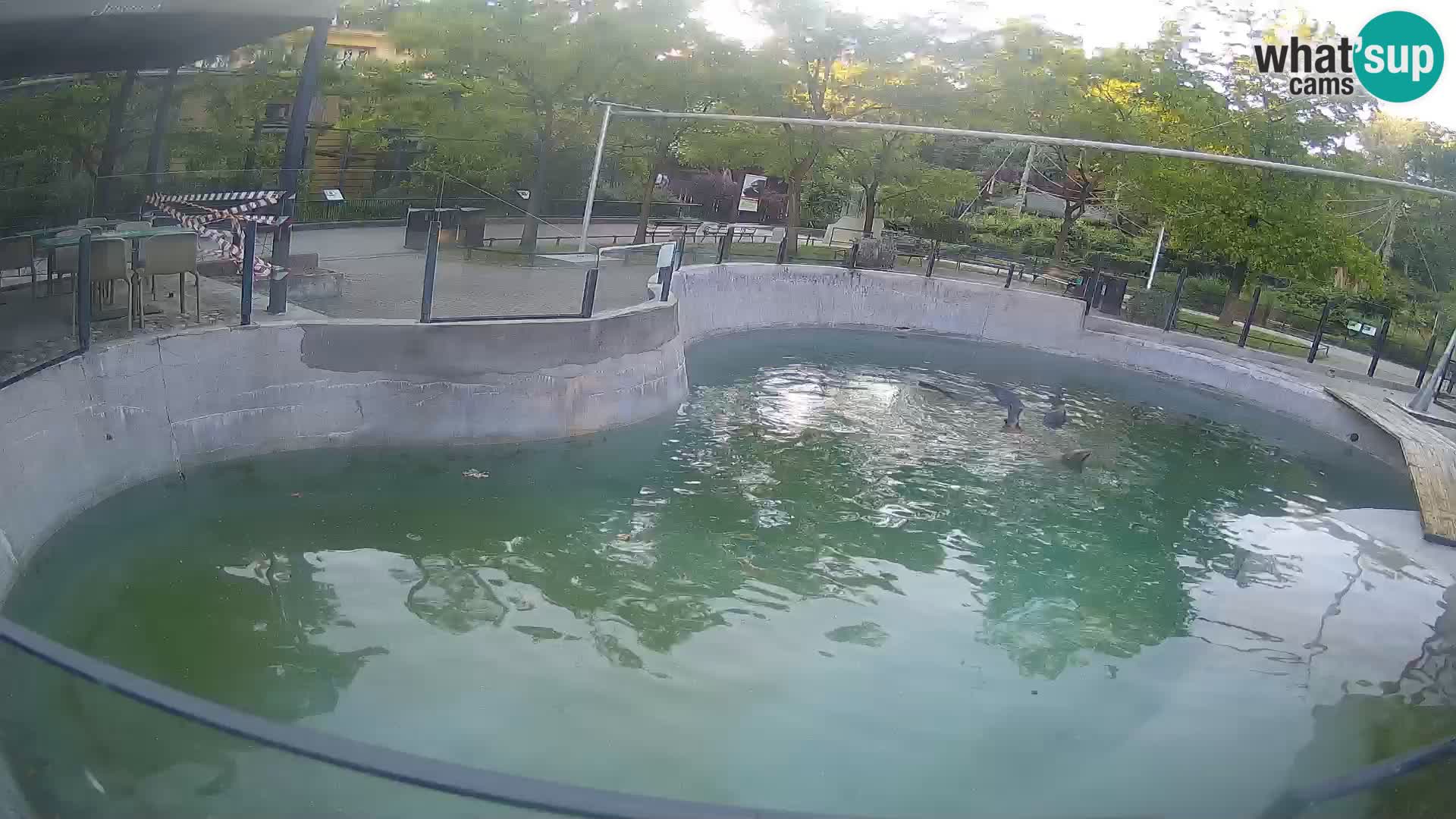 Zoo Zagreb –  León marino de California