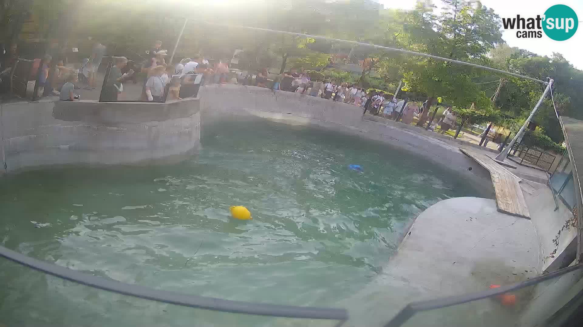Zoo Zagreb – Otaria della California