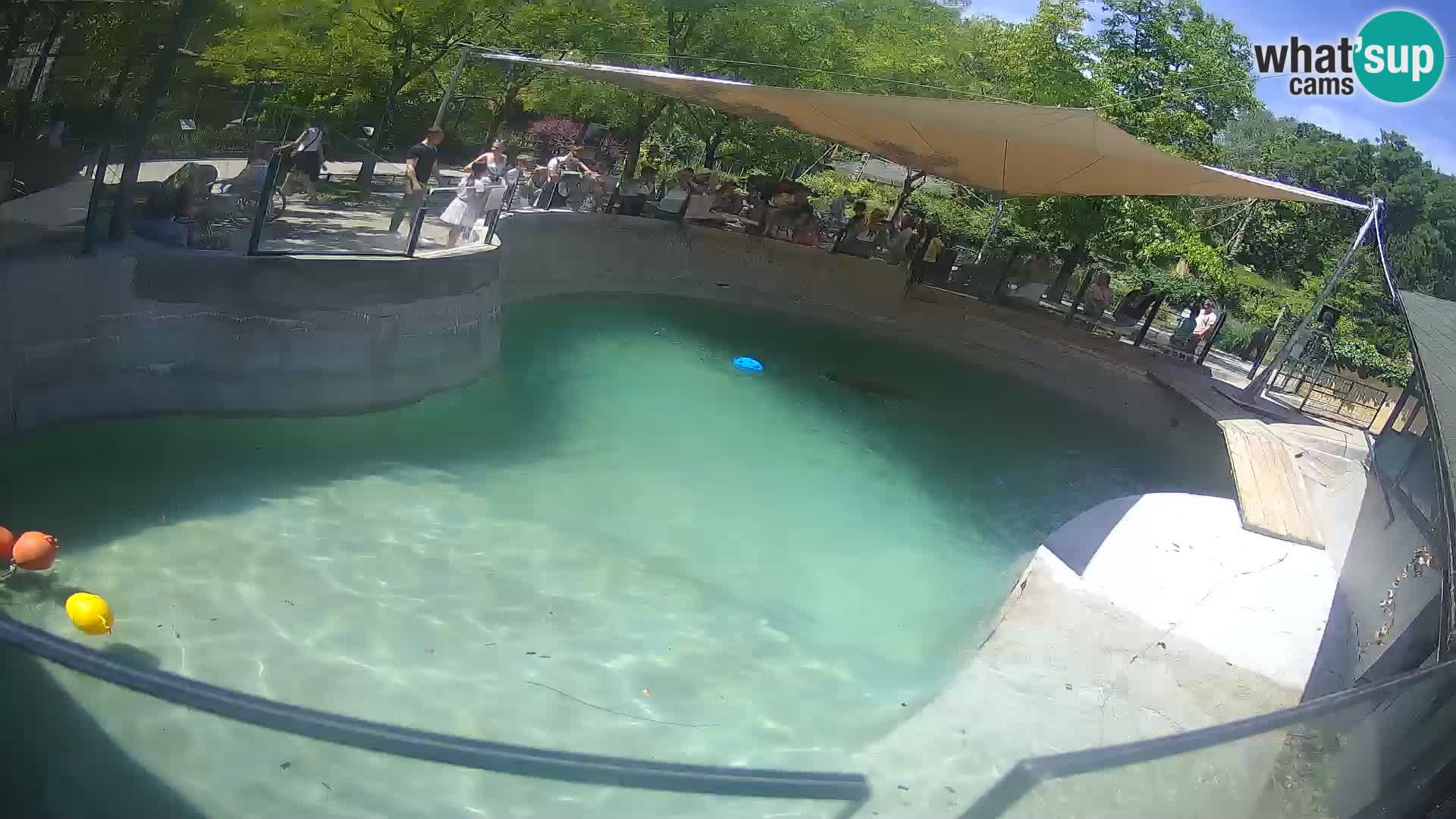 Zoo Zagreb – California Sea Lion