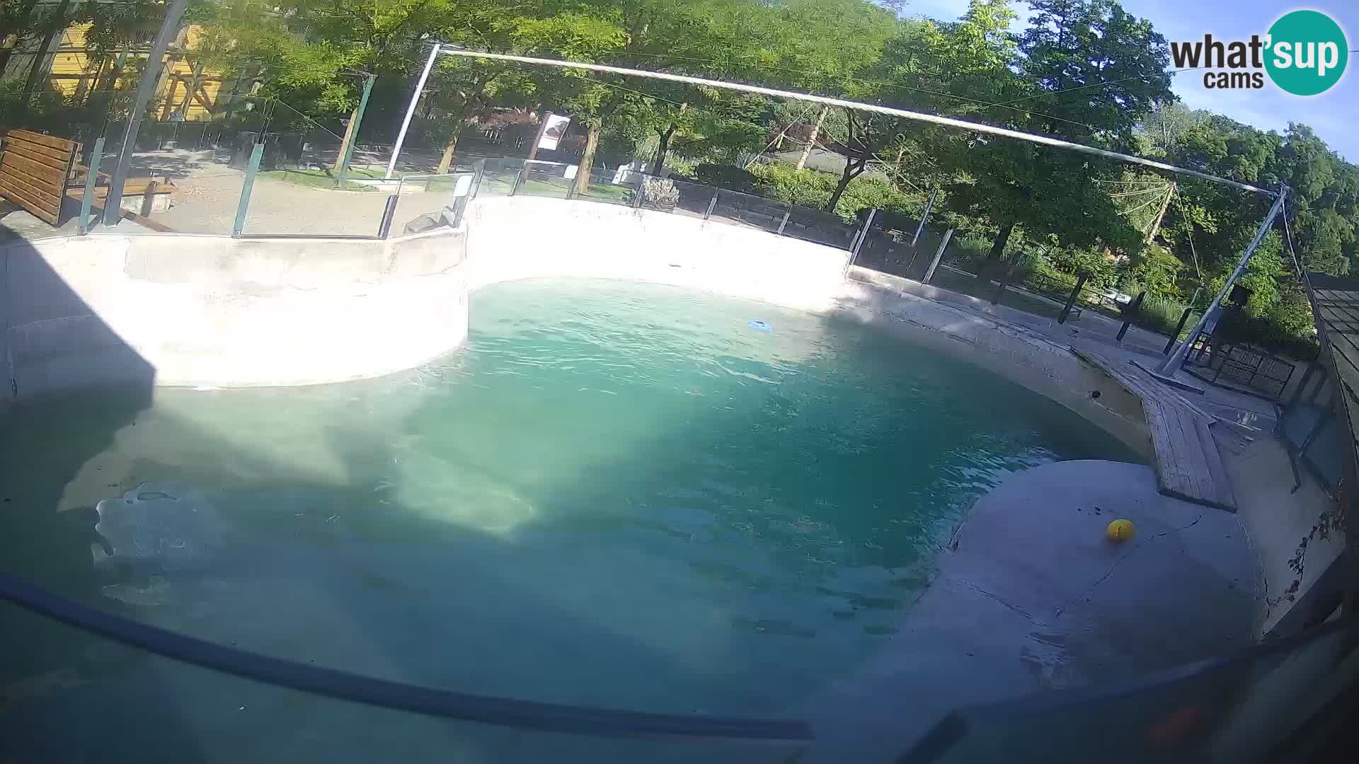 Zoo Zagreb – Kalifornijski morski lev