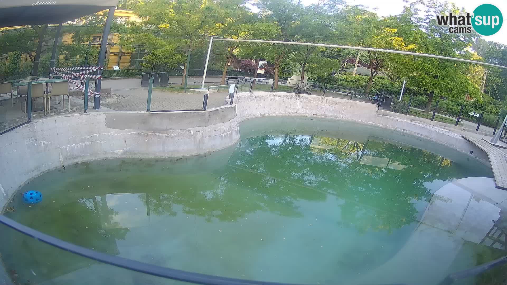 Zoo Zagreb –  León marino de California