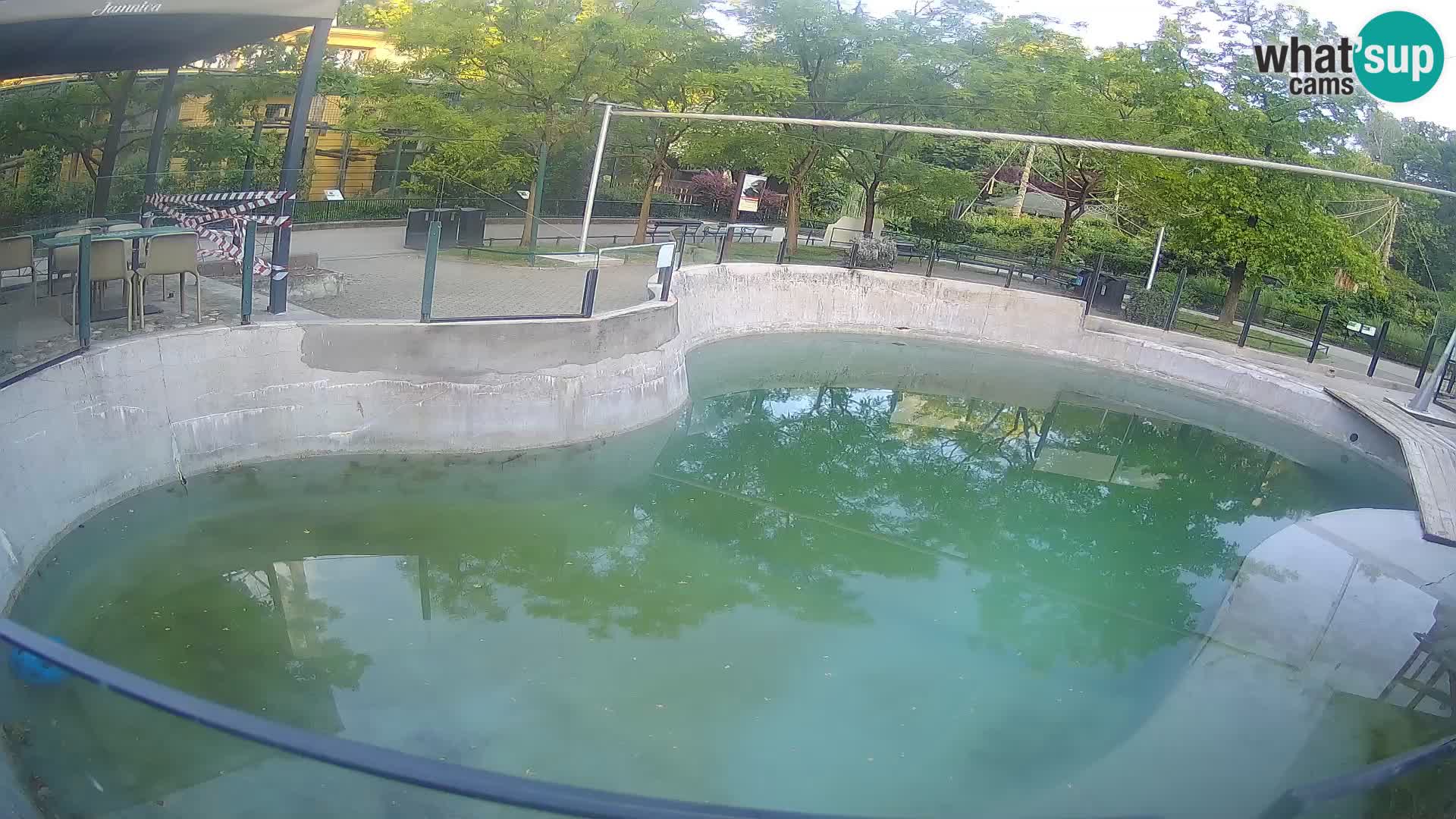 Zoo Zagreb – Otarie de Californie