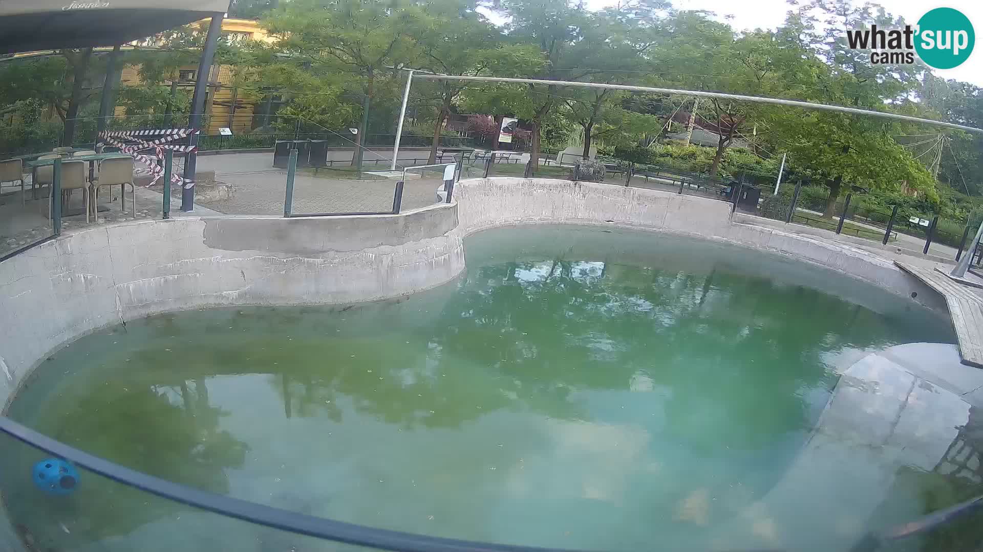 Zoo Zagreb – California Sea Lion
