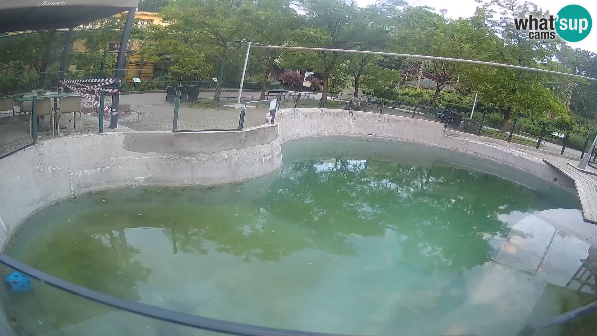 Zoo Zagreb – Otarie de Californie