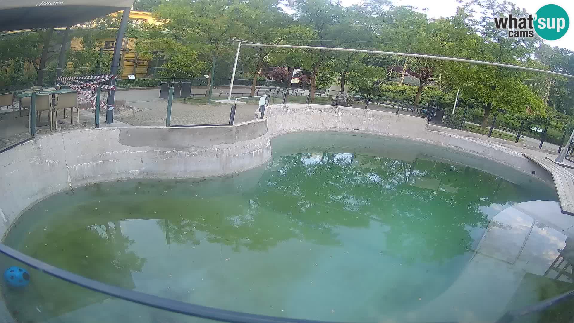 Zoo Zagreb – Otaria della California