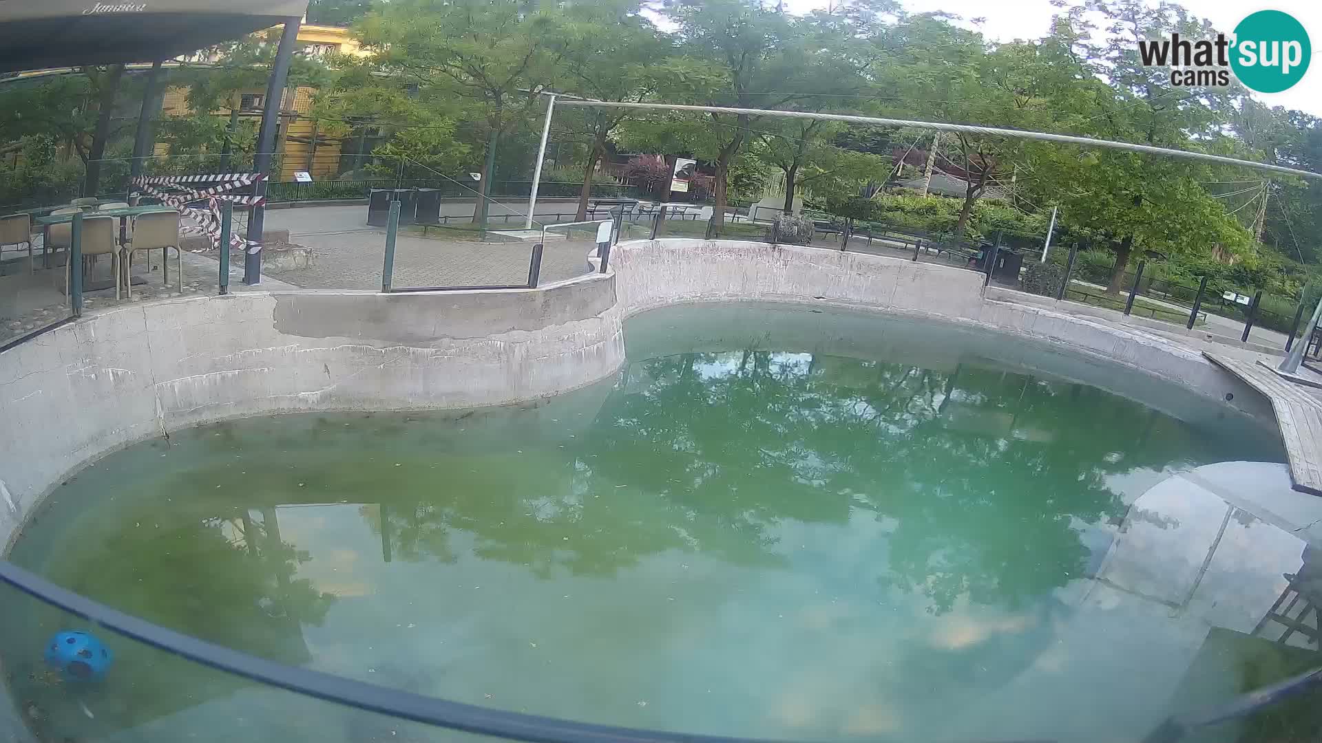 Zoo Zagreb – Otaria della California