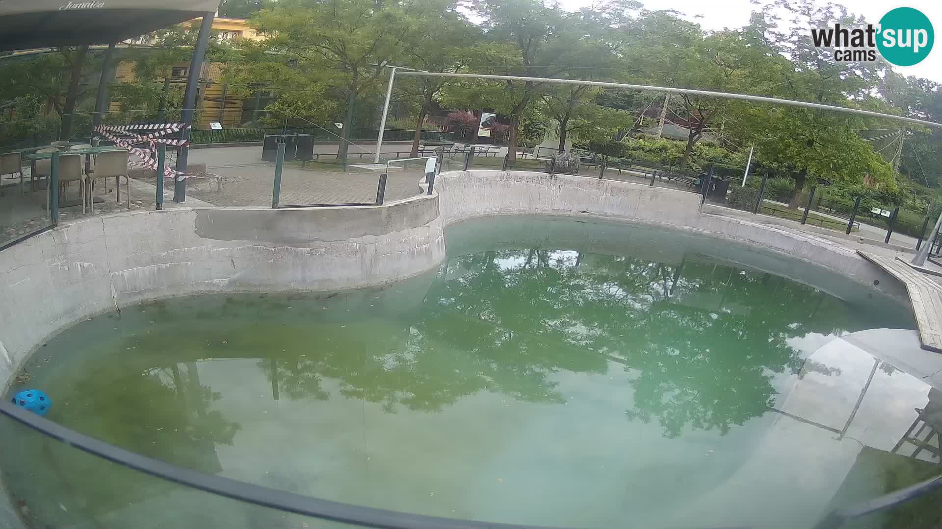 Zoo Zagreb – Otaria della California