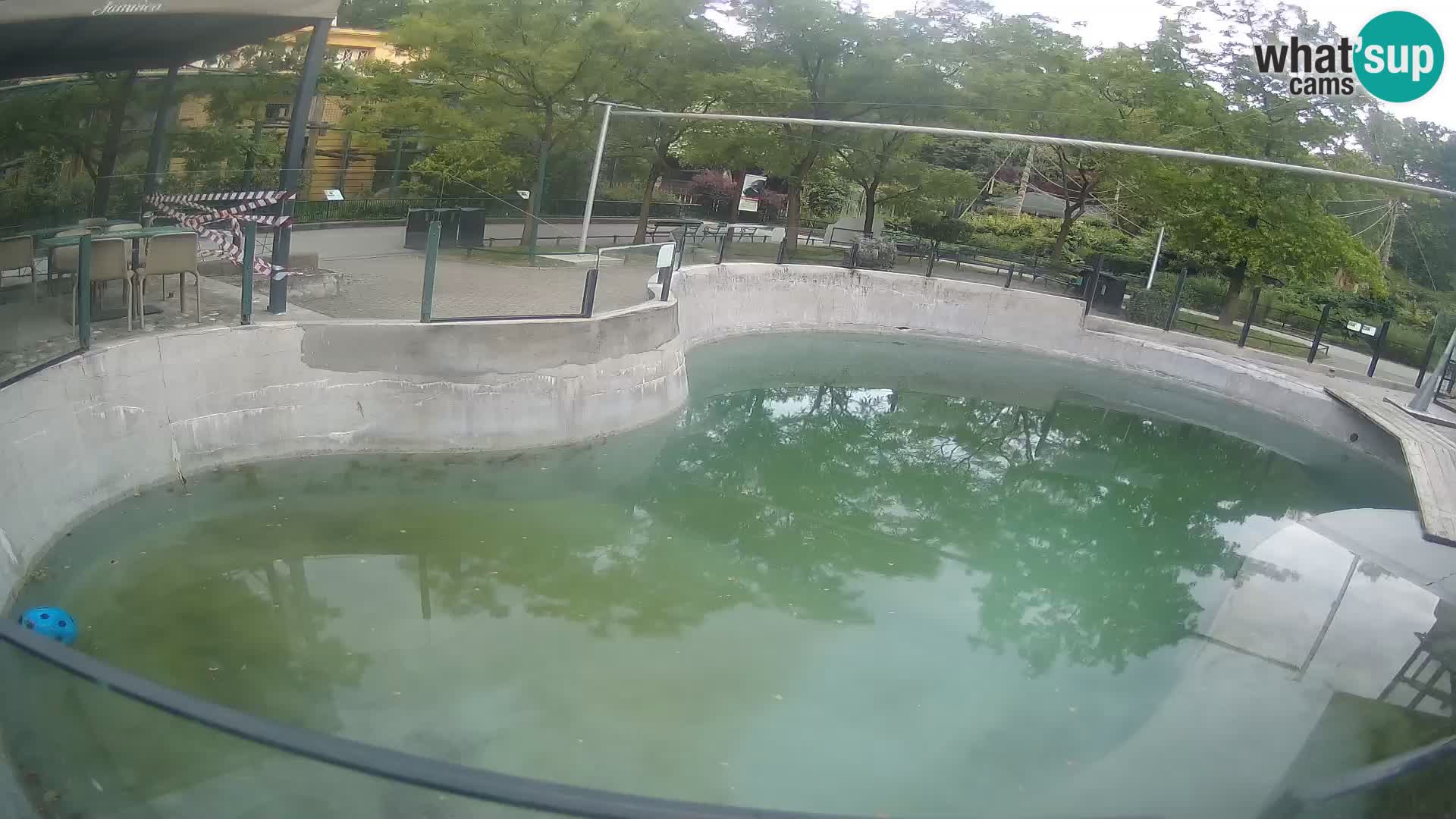 Zoo Zagreb – Otaria della California