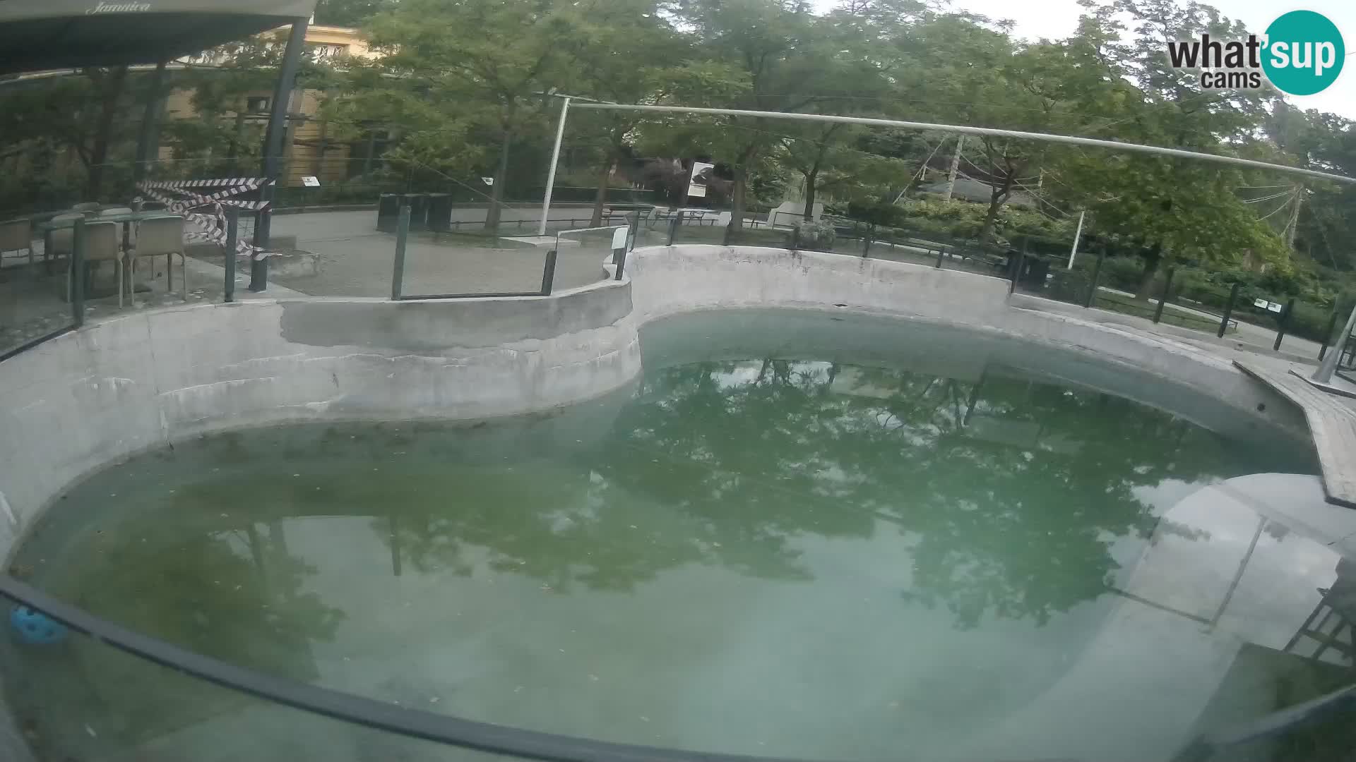 Zoo Zagreb – California Sea Lion