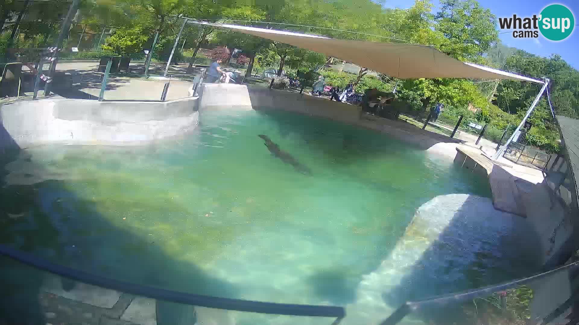 Zoo Zagreb – Kalifornijski morski lev
