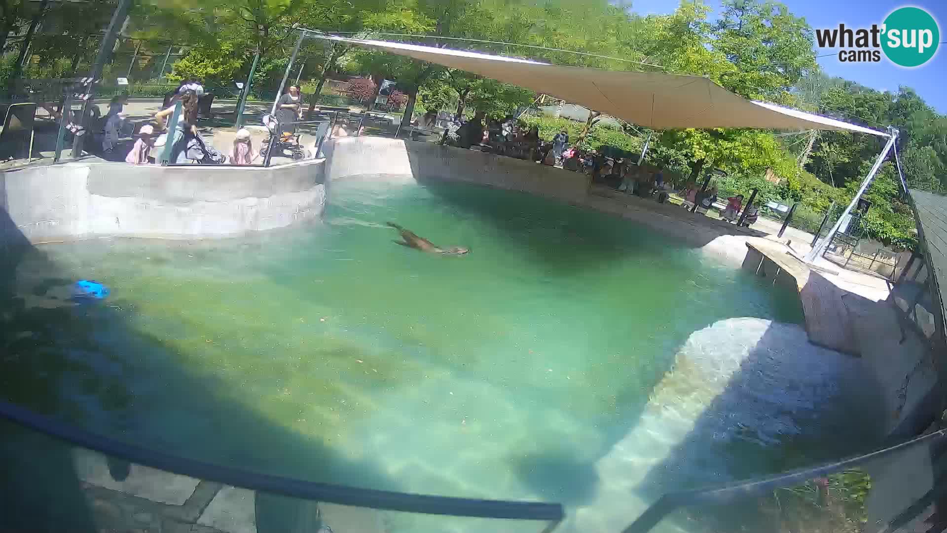 Zoo Zagreb – Kalifornischer Seelöwe