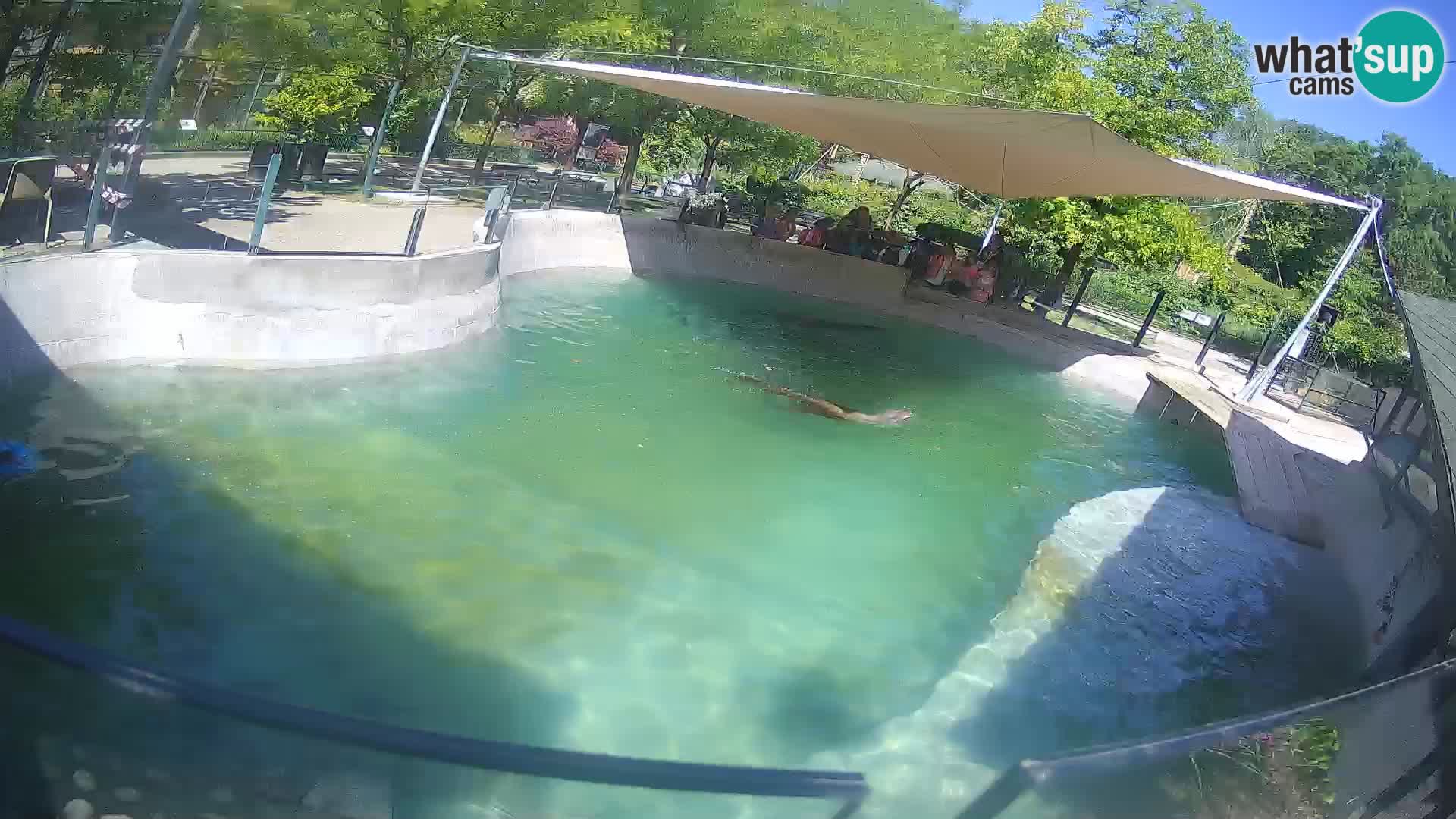 Zoo Zagreb – Kalifornijski morski lev