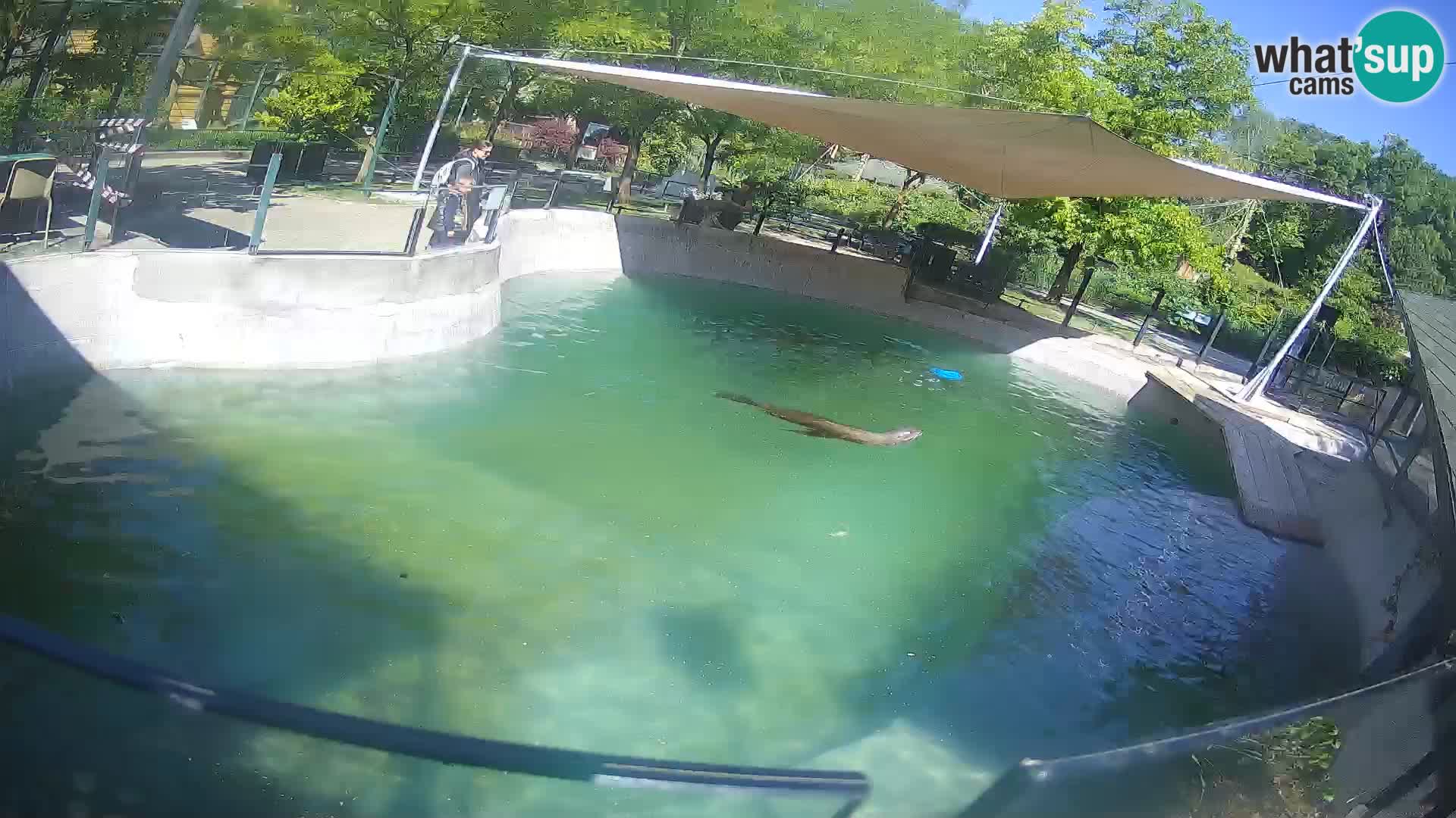Zoo Zagreb – Kalifornijski morski lev