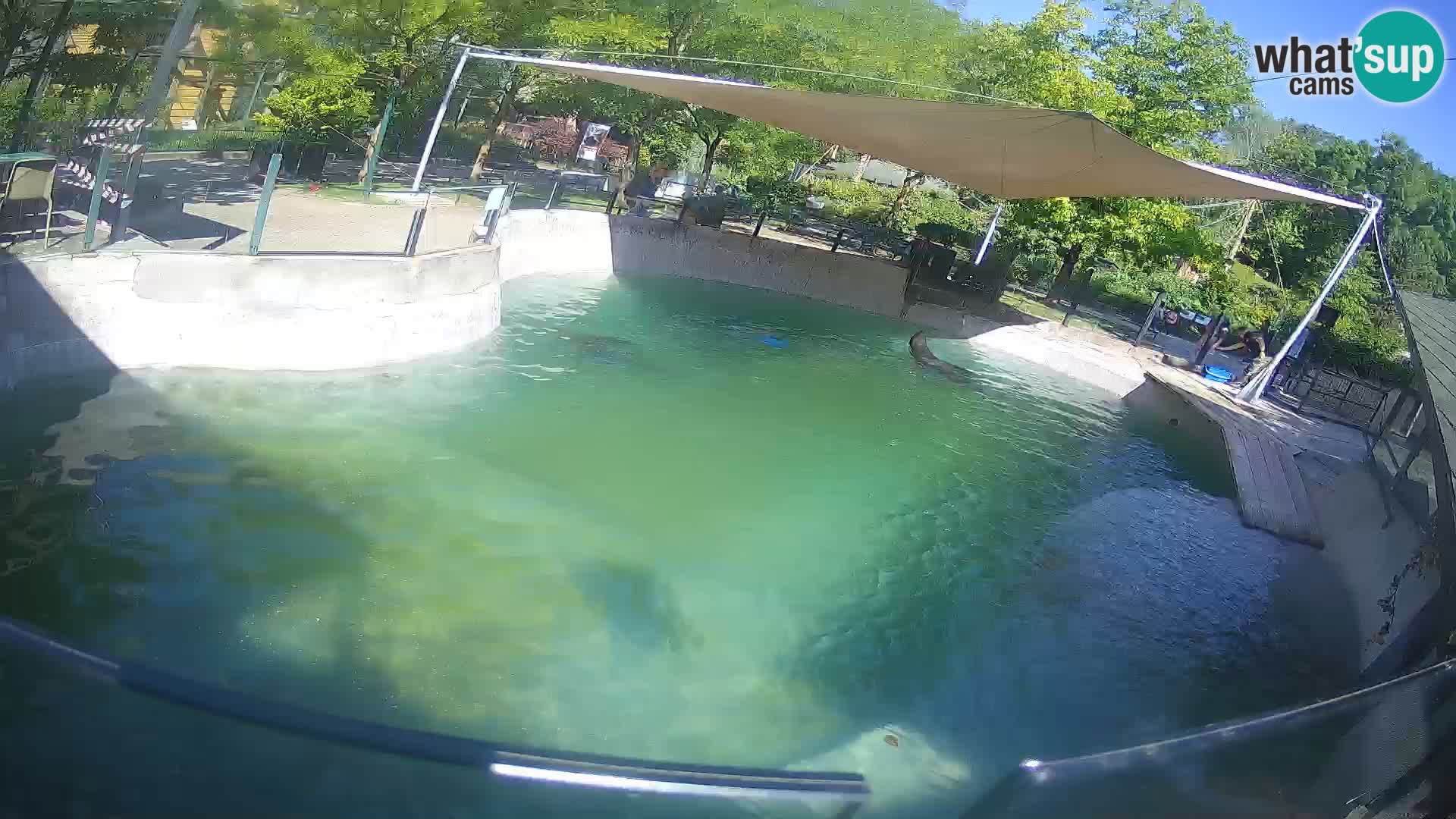 Zoo Zagreb –  León marino de California