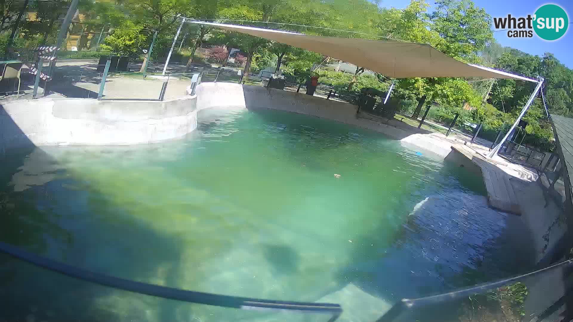 Zoo Zagreb – Otaria della California
