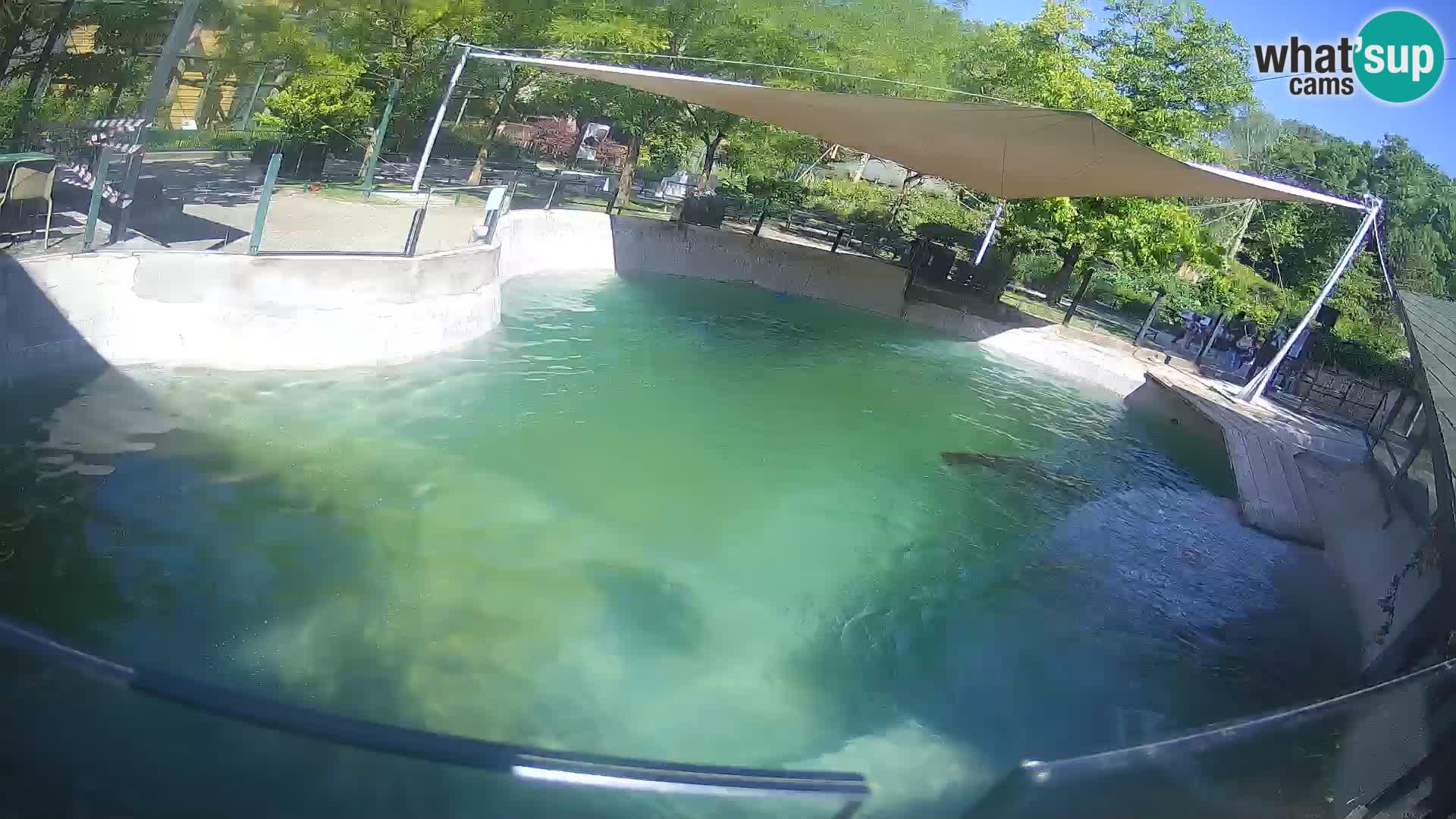 Zoo Zagreb – Otaria della California