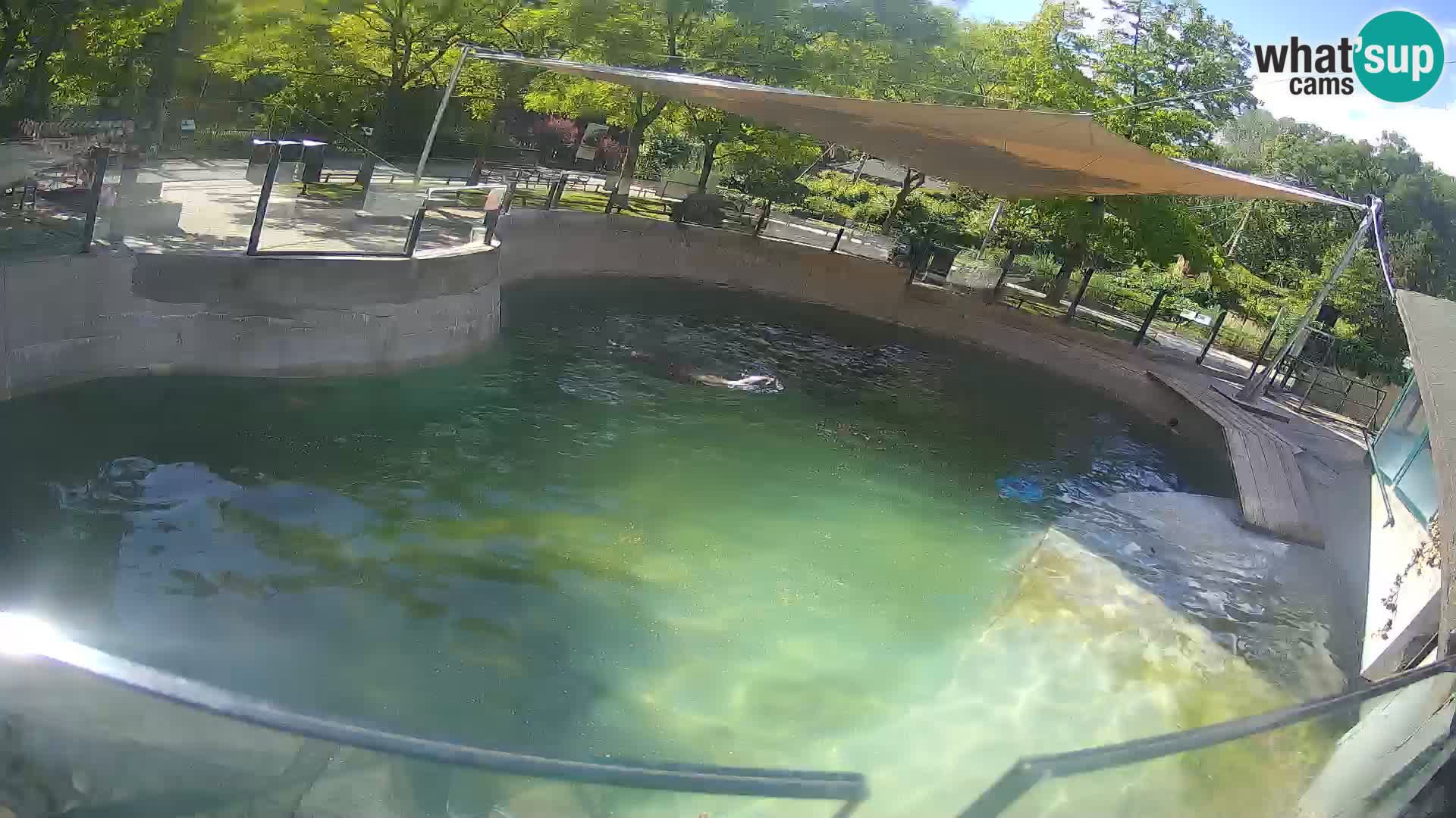 Zoo Zagreb –  León marino de California