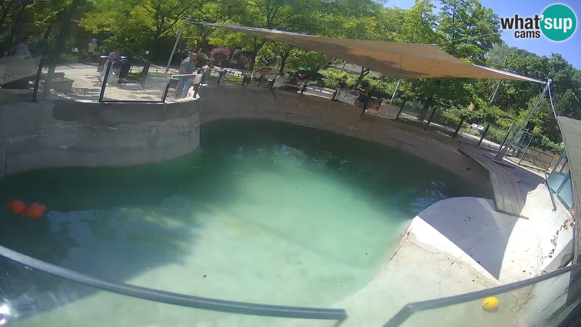 Zoo Zagreb – Kalifornijski morski lav